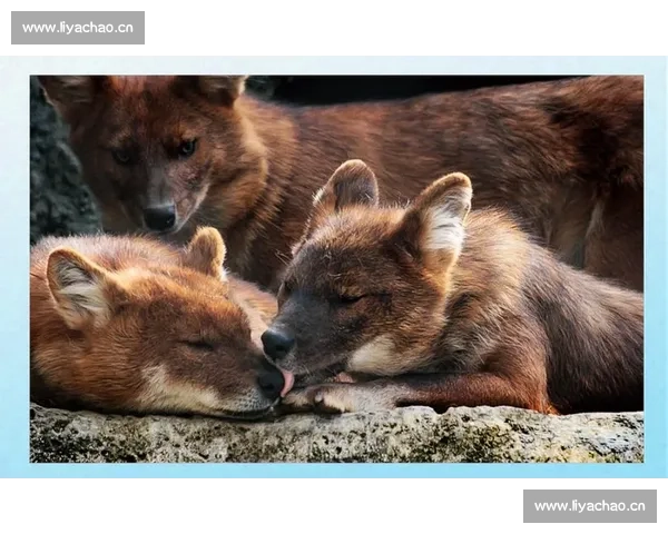 比赛狼与猎场策略探索：从竞技角度分析狼群协作与单独作战的利弊